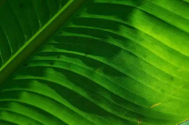 轻便性能兼得!佳能EOS R50开启拍摄新体验