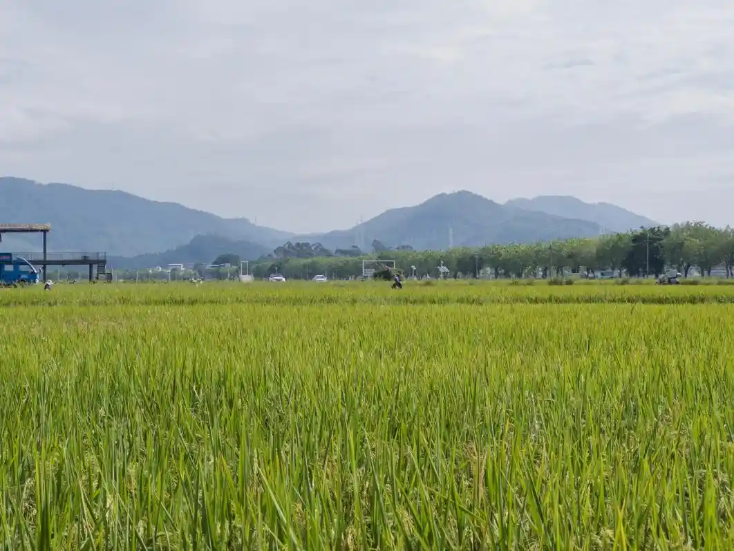 粤来越好！地理标志赋能乡村振兴，打造大湾区金字招牌