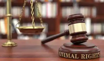 审计师识破减持迷局，5000万罚单背后真相曝光